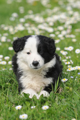 BORDER COLLIE, 2 MESI