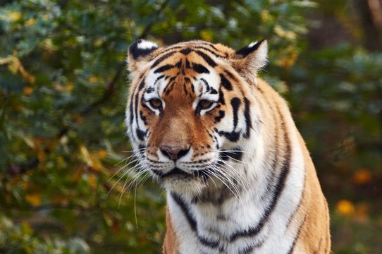 Portrait of Siberian tiger (Panthera tigris altaica)