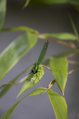 Green Dragonfly