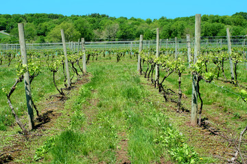 Fototapeta na wymiar Grape vineyard in springtime