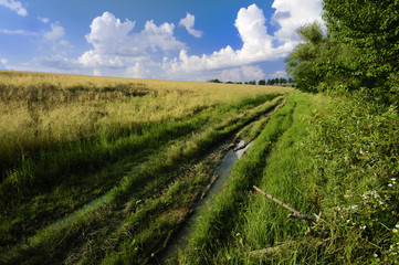 Obraz premium Hillside