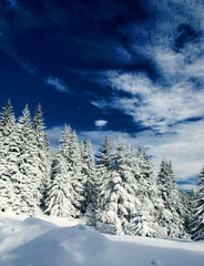 winter forest