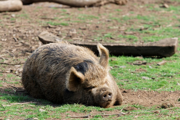 scottish pig sleeping in mud