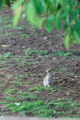 Rabbit