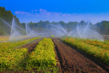 Agricultural sprinkler