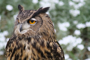 eagle owl side