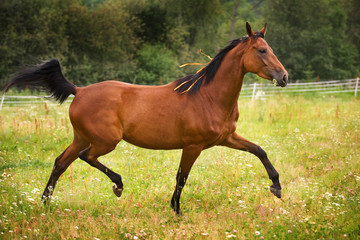 Horse walking on grass field