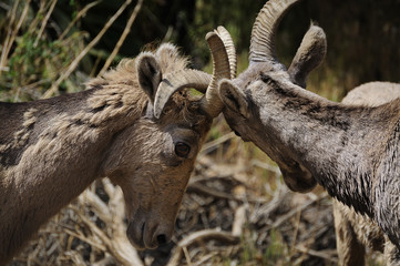 Two Bighorn Sheep Fighting