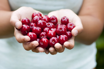 Cherries offer horizontal