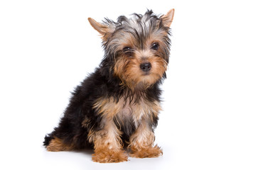 Yorkshire terrier puppy on white background