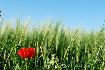 Gerste mit Mohnblume