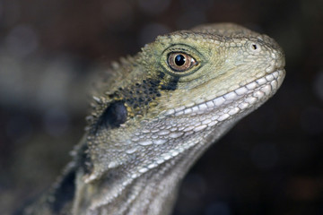 Iguana