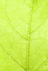 Blatt, leuchtend grün