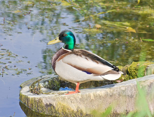 Mallard drake on the lake