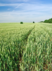 Field of wheat