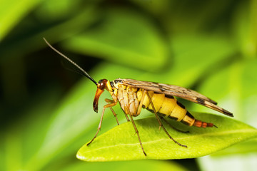 Scorpion Fly