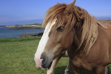 Obraz premium cavallo