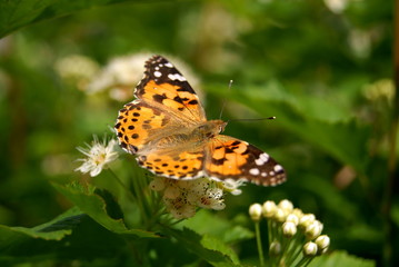 Fototapeta na wymiar The butterfly sits on flowers