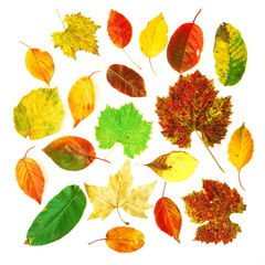 Fototapeta premium Leaves collection