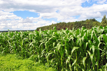 The Harvest of the corn on field.