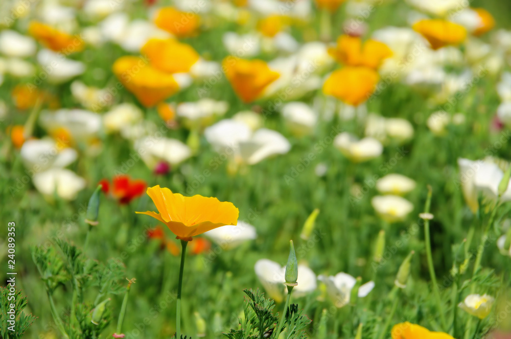 Poster kalifornischer mohn - california poppy 23