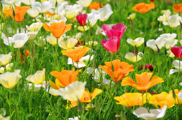 Naklejka premium Kalifornischer Mohn - California poppy 26