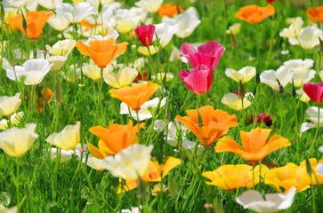 Kalifornischer Mohn - California poppy 26