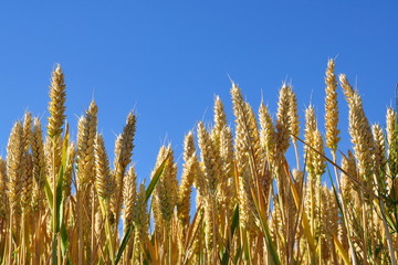 épis de blé sur fond de ciel bleu