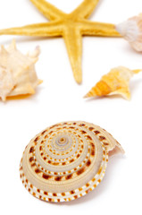 seashells and starfish
