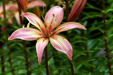 Lily in summer garden