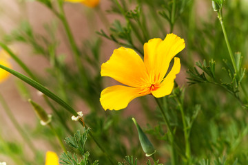 Obraz premium Yellow flower in garden(Eschlzia californica)
