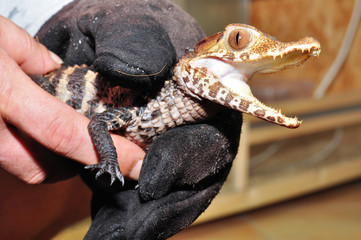 Babykrokodil in der Hand
