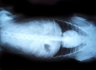 Animal X-Ray