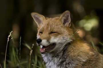 Obraz premium Head Shot of Red Fox