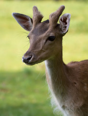 Obraz premium Fallow Deer (lat. Dama dama)