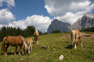 Fototapeta premium Cavalli al pascolo Dolomiti