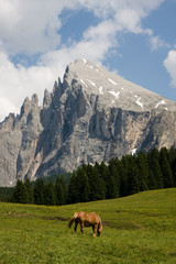 Fototapeta na wymiar Cavallo al pascolo sullo sfondo delle Dolomiti