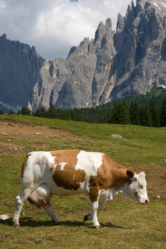 Mucca con mammella colma di latte