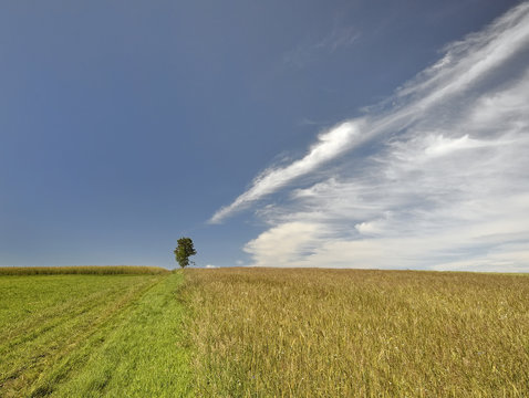 Fototapeta cirrus