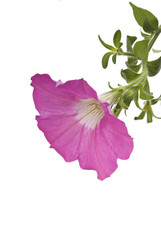 Pink Petunia Blossom on White