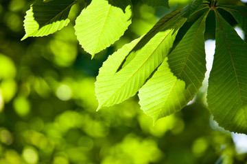 shallow focused chestnut leaves