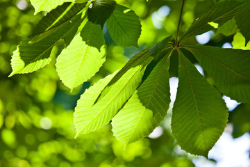 Fototapeta na wymiar bright green chestnut leaves