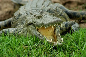 Cocodrilo