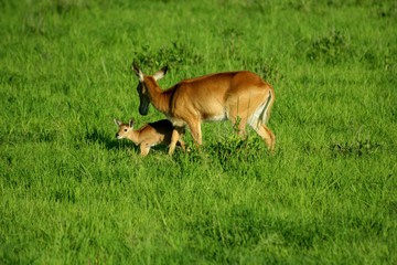 Antilope