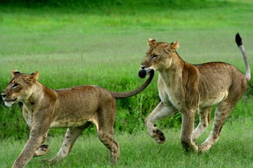 Fototapeta premium Leones