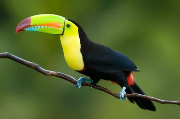 Deurstickers Toekan Keel Billed Toucan, uit Midden-Amerika.