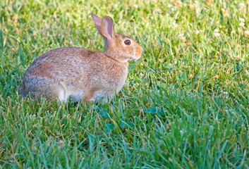 Cottontail Rabbit