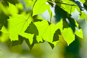 backlighted green leaves