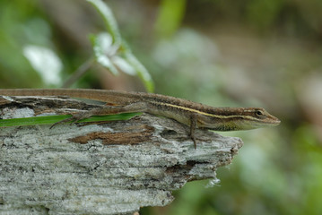 Anolis auratus - (Polychrotidae sauria)
