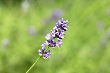 Obraz premium Lavender /Lavandula angustifolia aromatico/